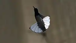 Самец в полёте