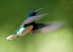 В полёте (самец)