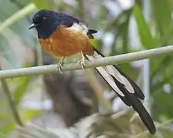 Белопоясничный шама-дрозд