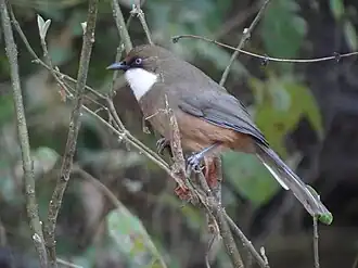 Белогорлая кустарница (Pterorhinus albogularis)
