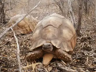 В естественной среде обитания