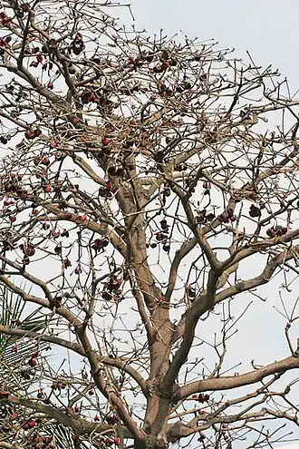 Sterculia foetida L.