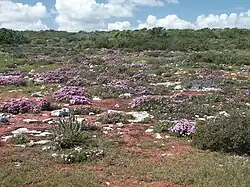 Цветение полевых цветов весной