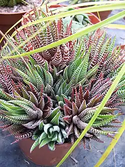 Haworthiopsis attenuata