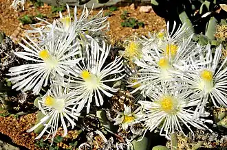 Wooleya farinosa