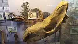 Череп шерстистого носорога