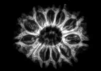 Рентген плода рудракши с 10-ю мукхи — видно 10 камер хранящих семена и пустую центральную.