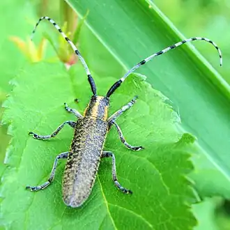 Agapanthia villosoviridescens