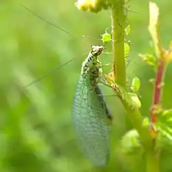 Поедание тли