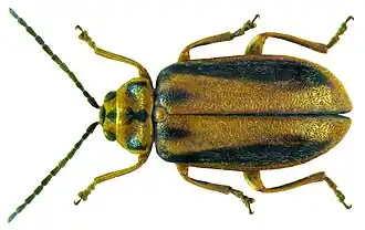 Ильмовый листоед