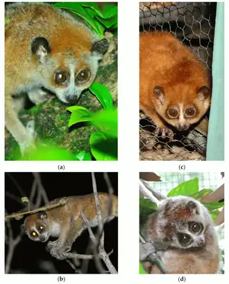 a и b — малый лори; c и d — средний лори (c — летний окрас, d — зимний окрас); морда малого лори более длинная по сравнению с мордой среднего лори