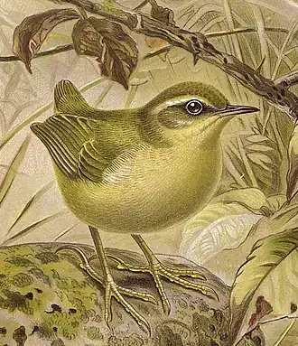 Кустарниковый новозеландский крапивник