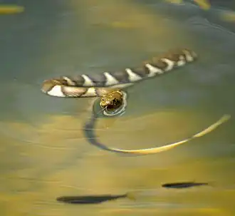 Xenochrophis asperrimus