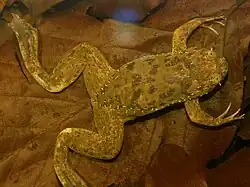 Xenopus fraseri