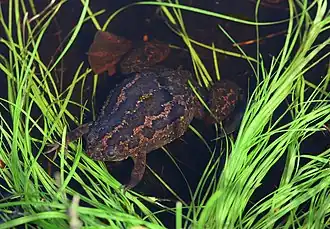 Xenopus gilli