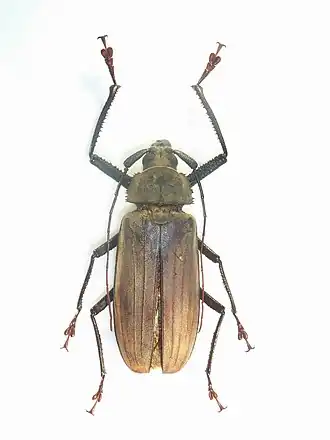 Xixuthrus microceros