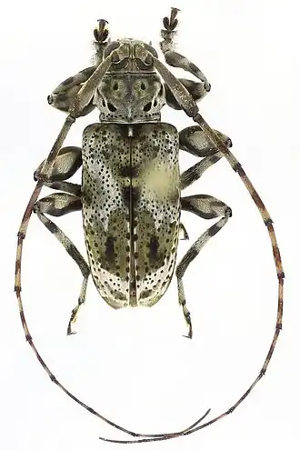 Xylergates elaineae, самец