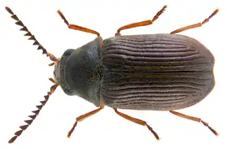 Xyletinus longitarsus
