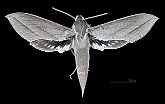 Самка сверху