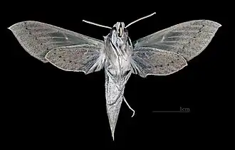 Самка снизу