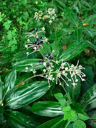 Pollia japonica
