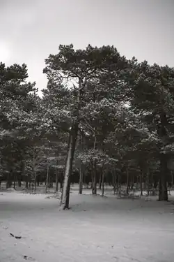 Деревья в сосновом бору