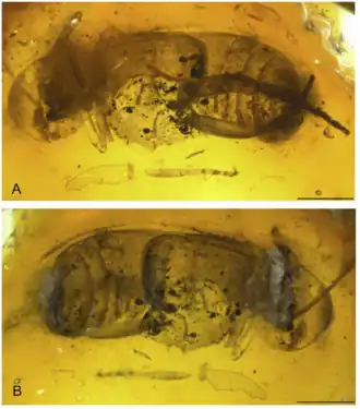 Голотип (PIN 3603/36), габитус, вид снизу. A — вентральный и B — дорсальный вид. Отрезки по 0,5 мм