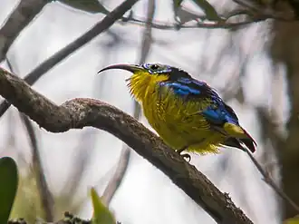 Короткоклювая ложнонектарница