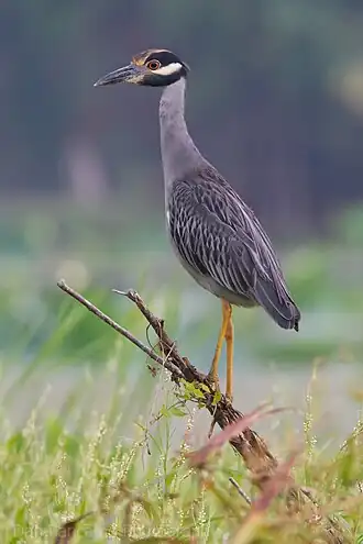 Желтоголовая кваква