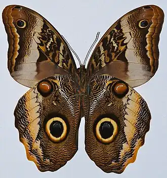 Глазчатые пятна на нижней стороне крыльев бабочки калиго атрей (Caligo atreus dyonisos)