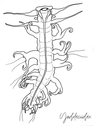 Yndolacia lopadorrhynchoides