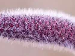 Молодая мужская серёжка ивы