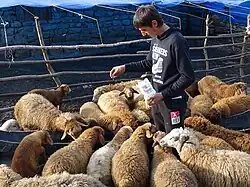 Юный овцевод