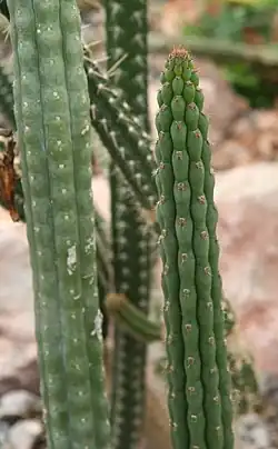 Yungasocereus inquisivensis, Цюрихская коллекция суккулентов (Швейцария)