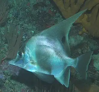 Полосатая рыба-кабан (Zanclistius elevatus)