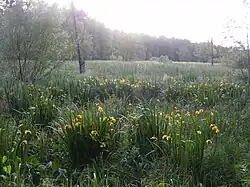 Пойма Загрёбки в «Бабёнках»