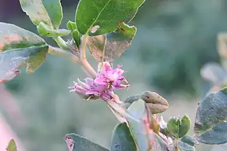 Типовой вид — Zaleya decandra