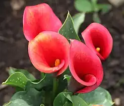 Зантедеския (Zantedeschia) 'Majestic Red'