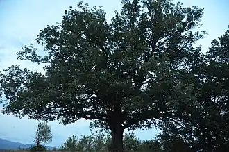 Запис «Дуб Голубовича»