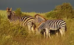 Взрослая зебра с жеребятами