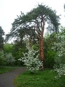 Сосны в парке