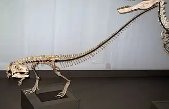 Смонтированный скелет(Музей естественной истории Дании[англ.])