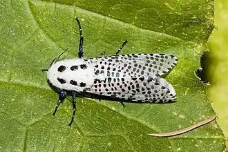 Древесница въедливая