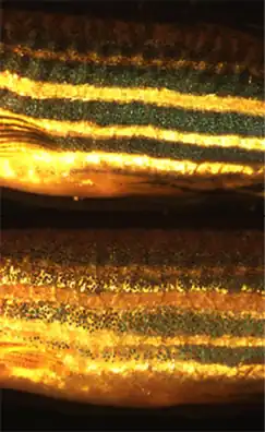 Хроматофоры Danio rerio, которые обеспечивают покровительственную окраску, являются модельным объектом изучения молекулярной биологии и биологии развития