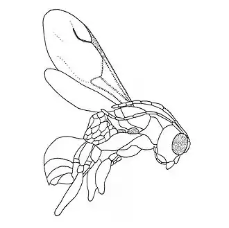 Deinodryinus caledonianum