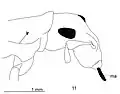 Переднегрудь и голова (11): lr-латеральный киль, ma-мандибулярный выступ. Шкала: 1 мм