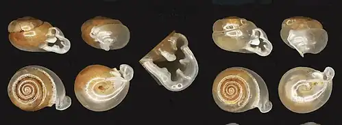 Раковина Perrottetia aquilonaris. Левая раковина — голотип с шириной раковины 6,6 мм и высотой раковины 3,9 мм. Правая раковина — паратип