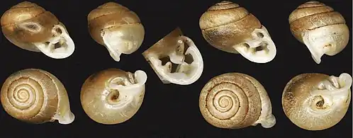 Раковина Perrottetia dermapyrrhosa. Левая раковина - голотип с шириной раковины 7,7 мм и высотой раковины 6,1 мм. Правая раковина - паратип