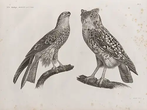 1. Чёрный коршун (Milvus ater);  2. Аскалафус, или египетская сова (Strix ascalaphus)