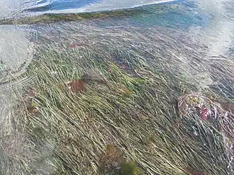 Взморник малый (Zostera noltei)